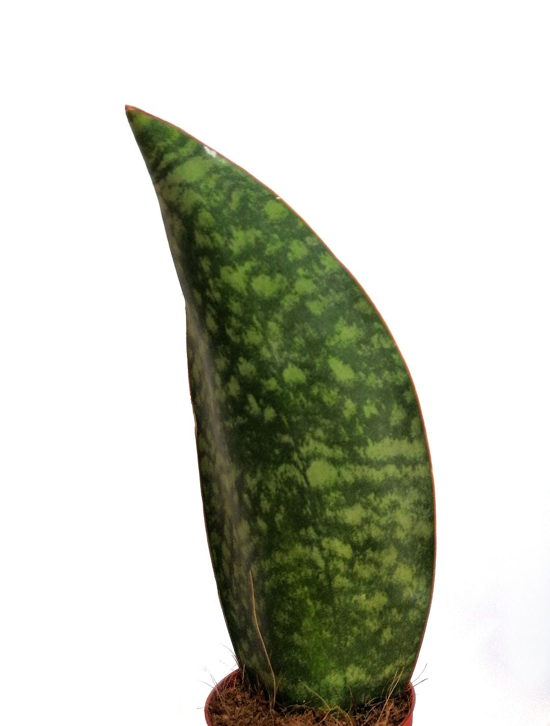 SansevieriaMasoniana-1