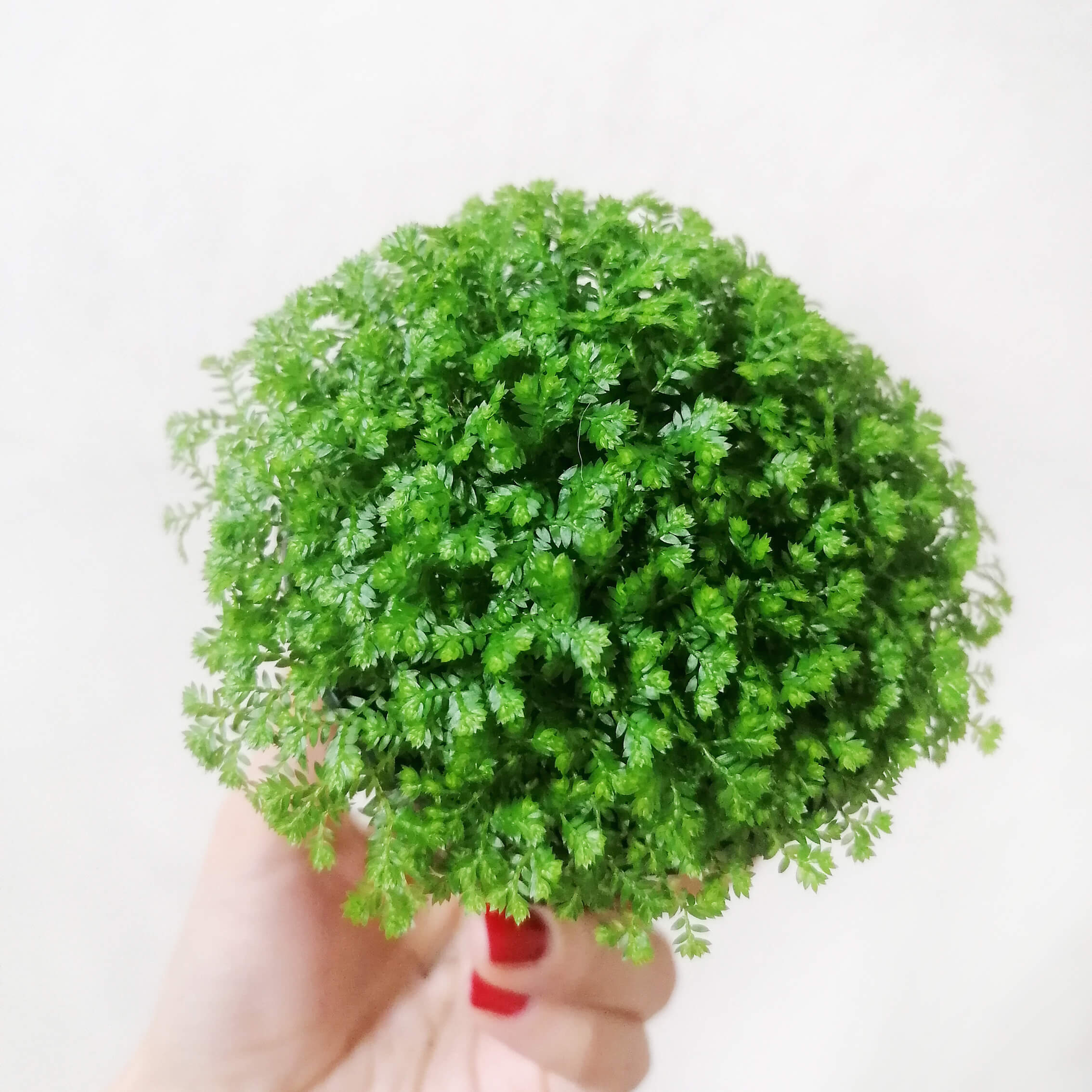 selaginella_apoda_1