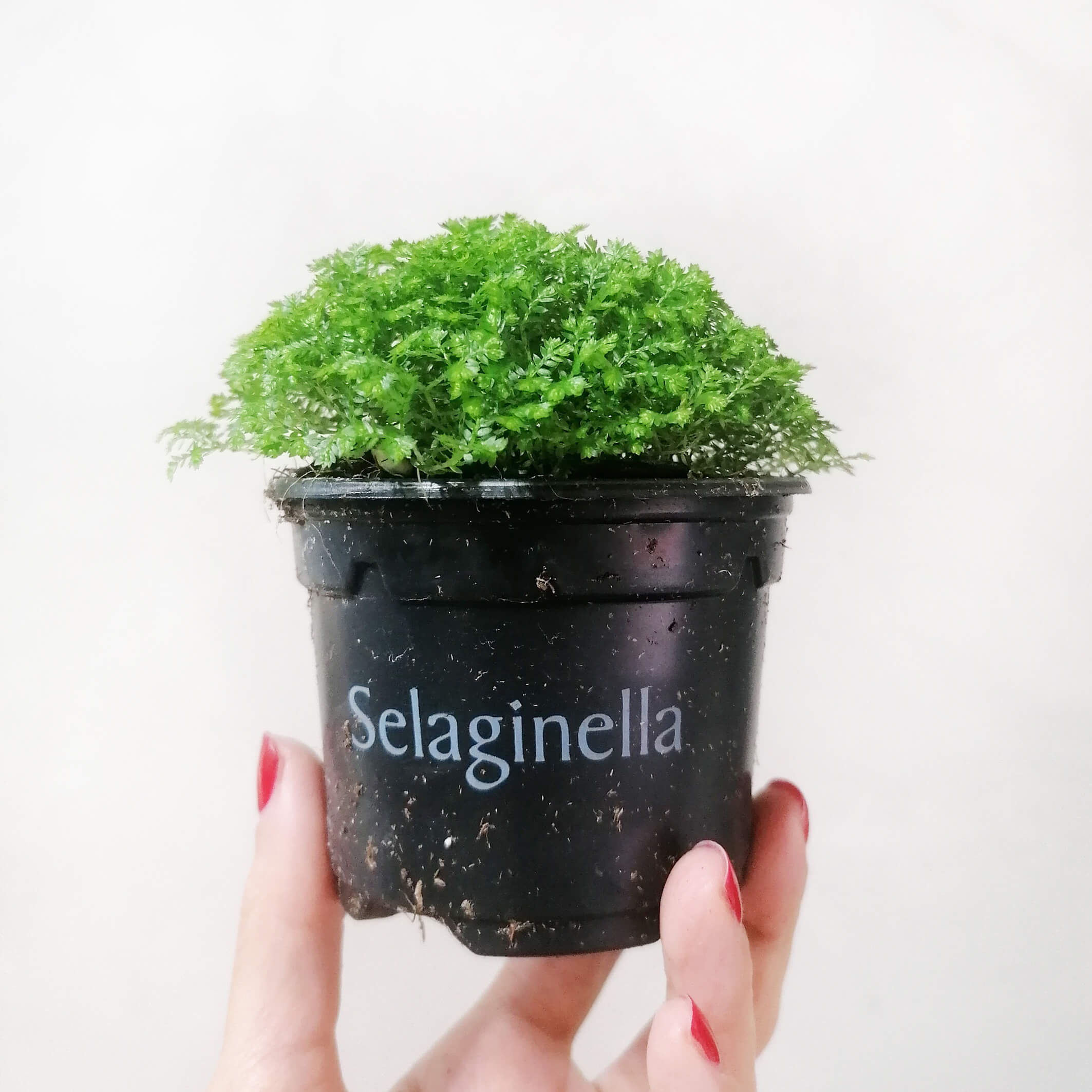 selaginella_apoda_3