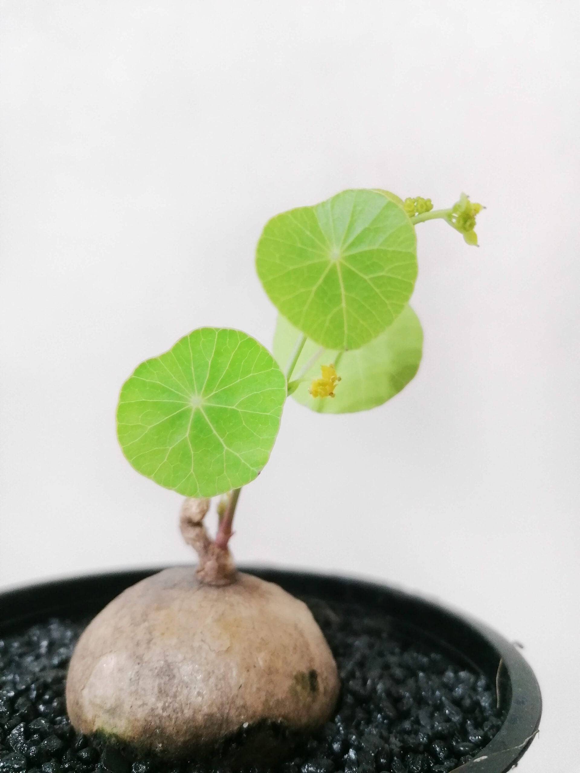 stephanierecta-2