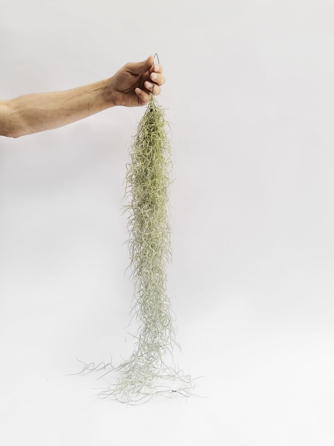 tillandsiausneoides-1