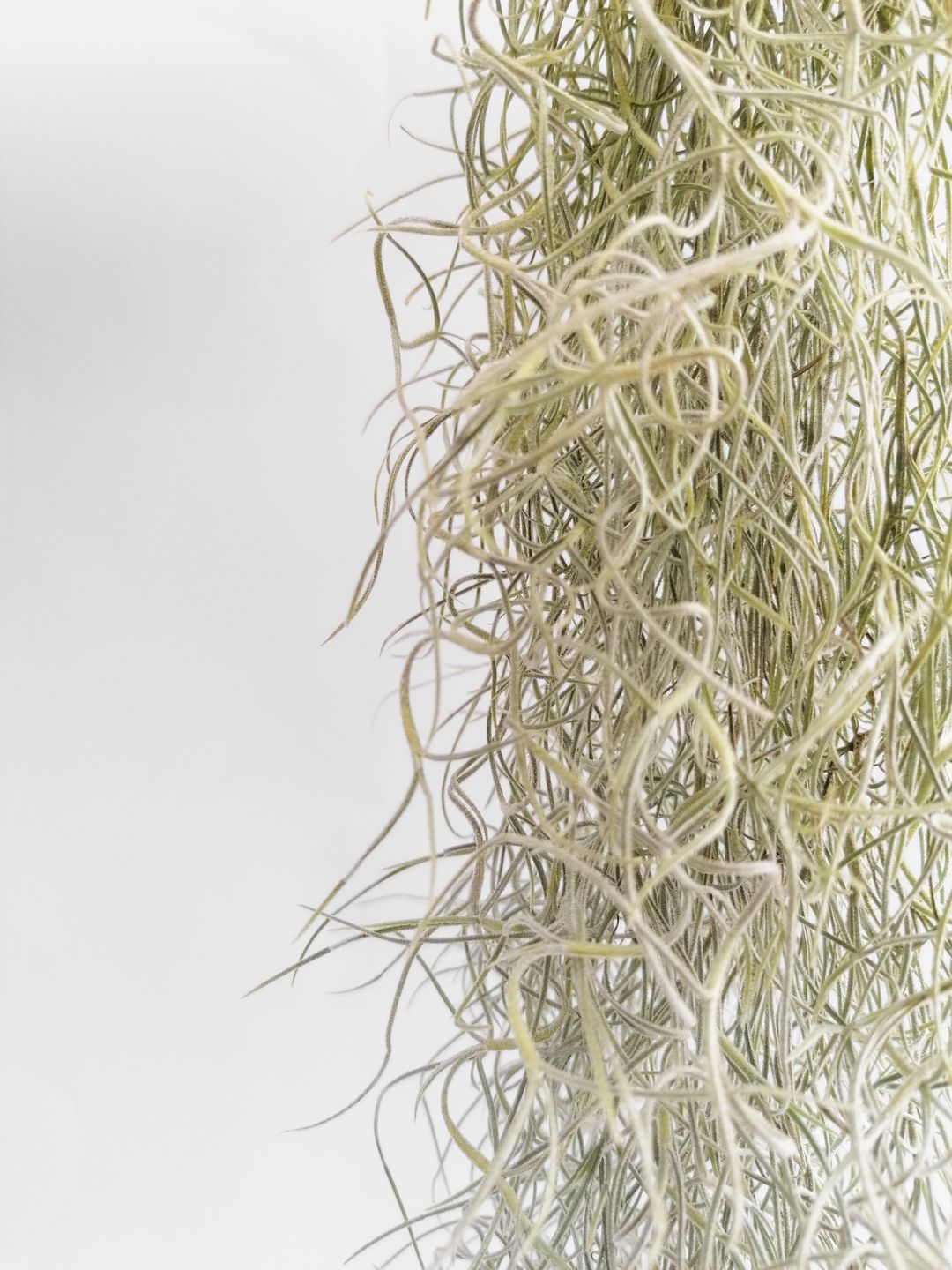 tillandsiausneoides-2