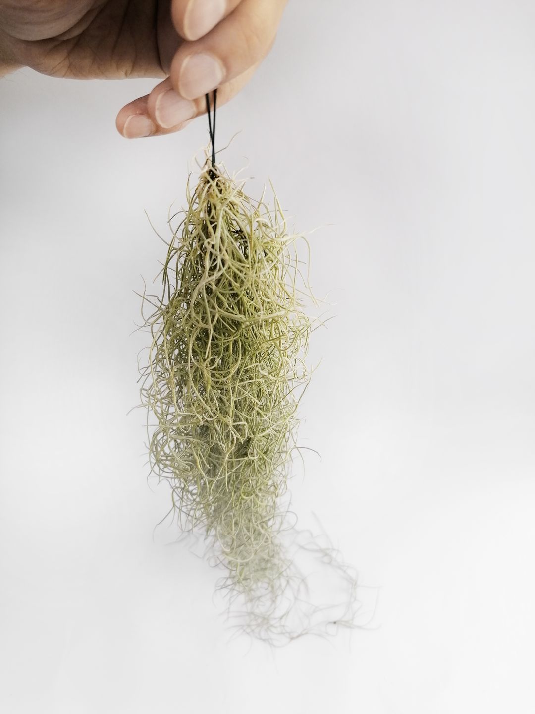 tillandsiausneoides-3