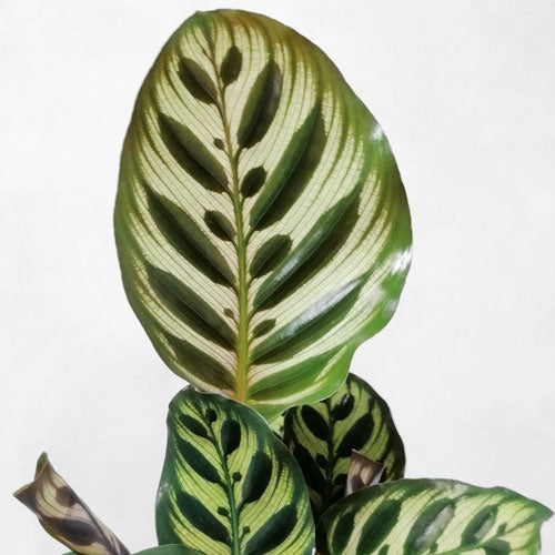 cat-foliage