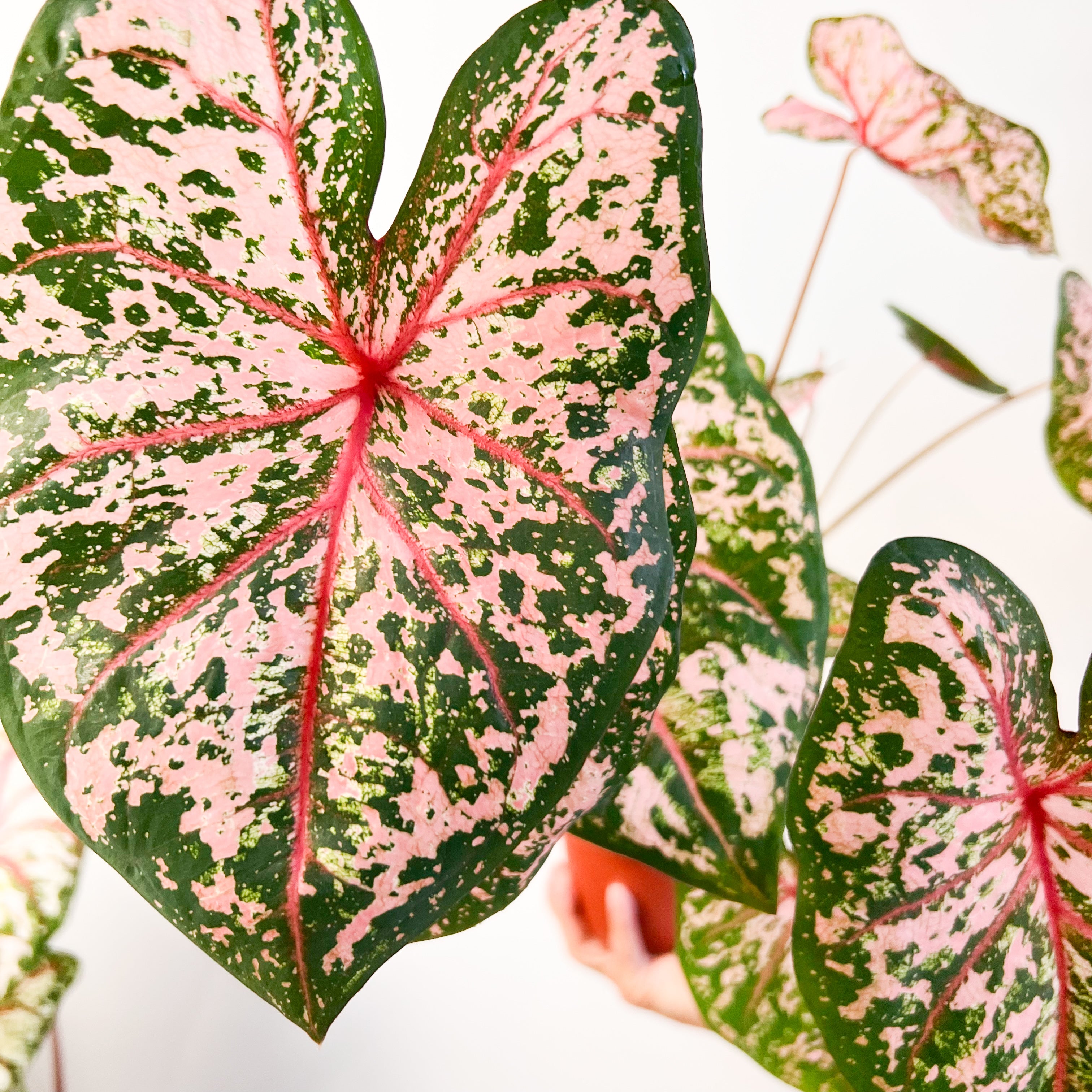 Caladium Pink Beauty /pianta