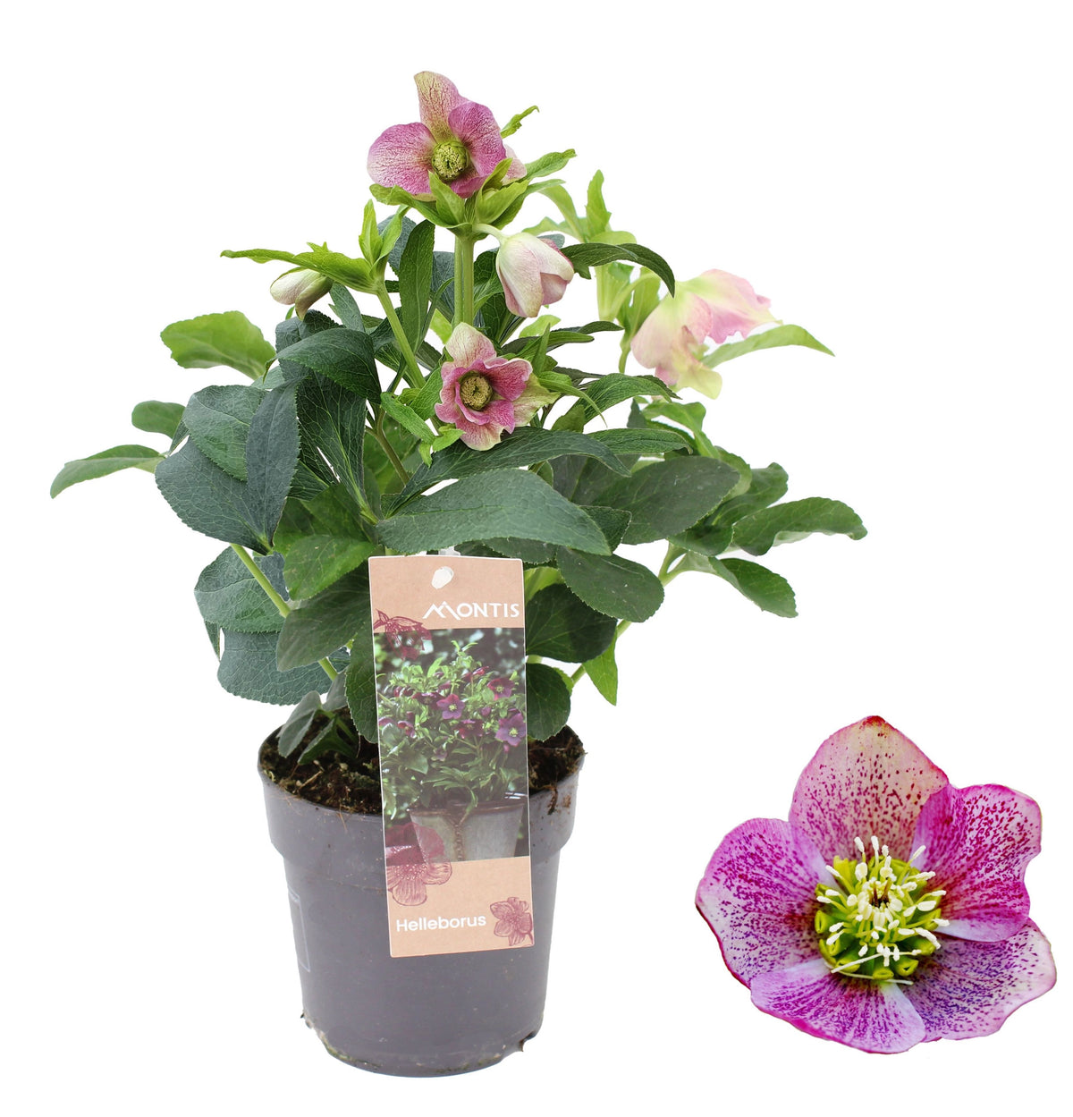 Helleborus orientalis Pink (Helleboro)