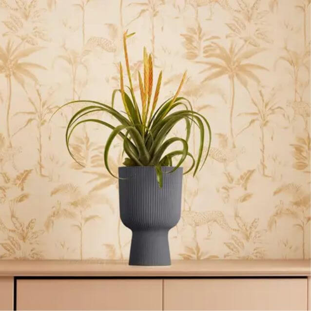 VIBES Coupe/antracite