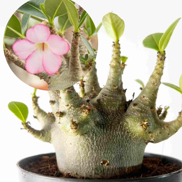 Adenium Obesum Baobab