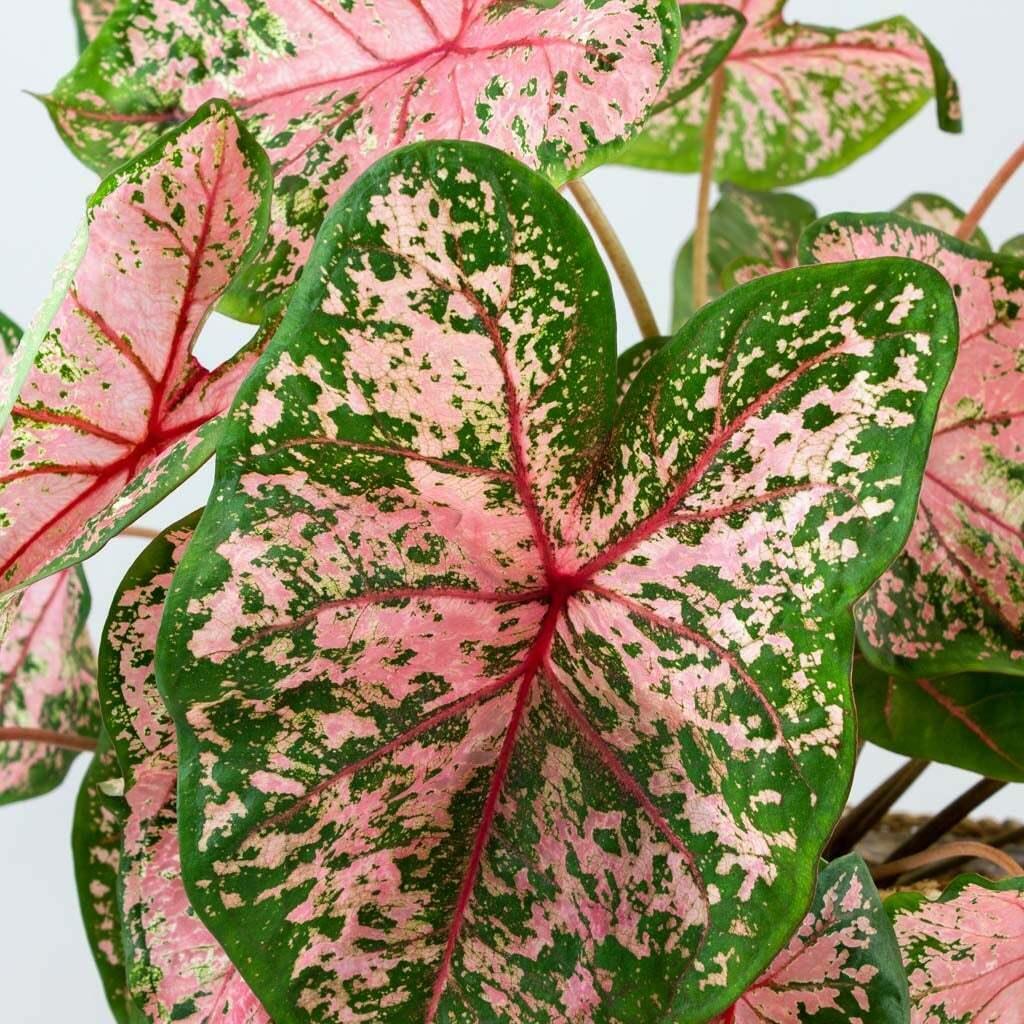 Caladium Pink Beauty