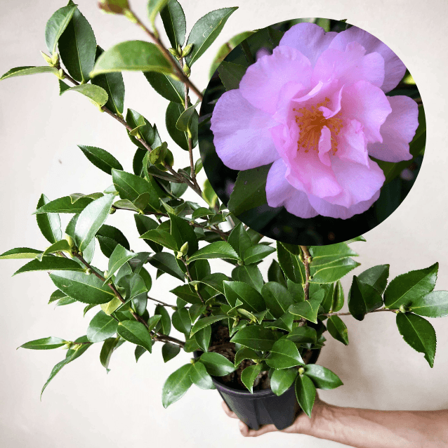 Camelia sasanqua