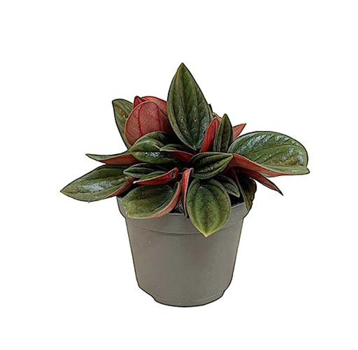 baby Peperomia Caperata Red