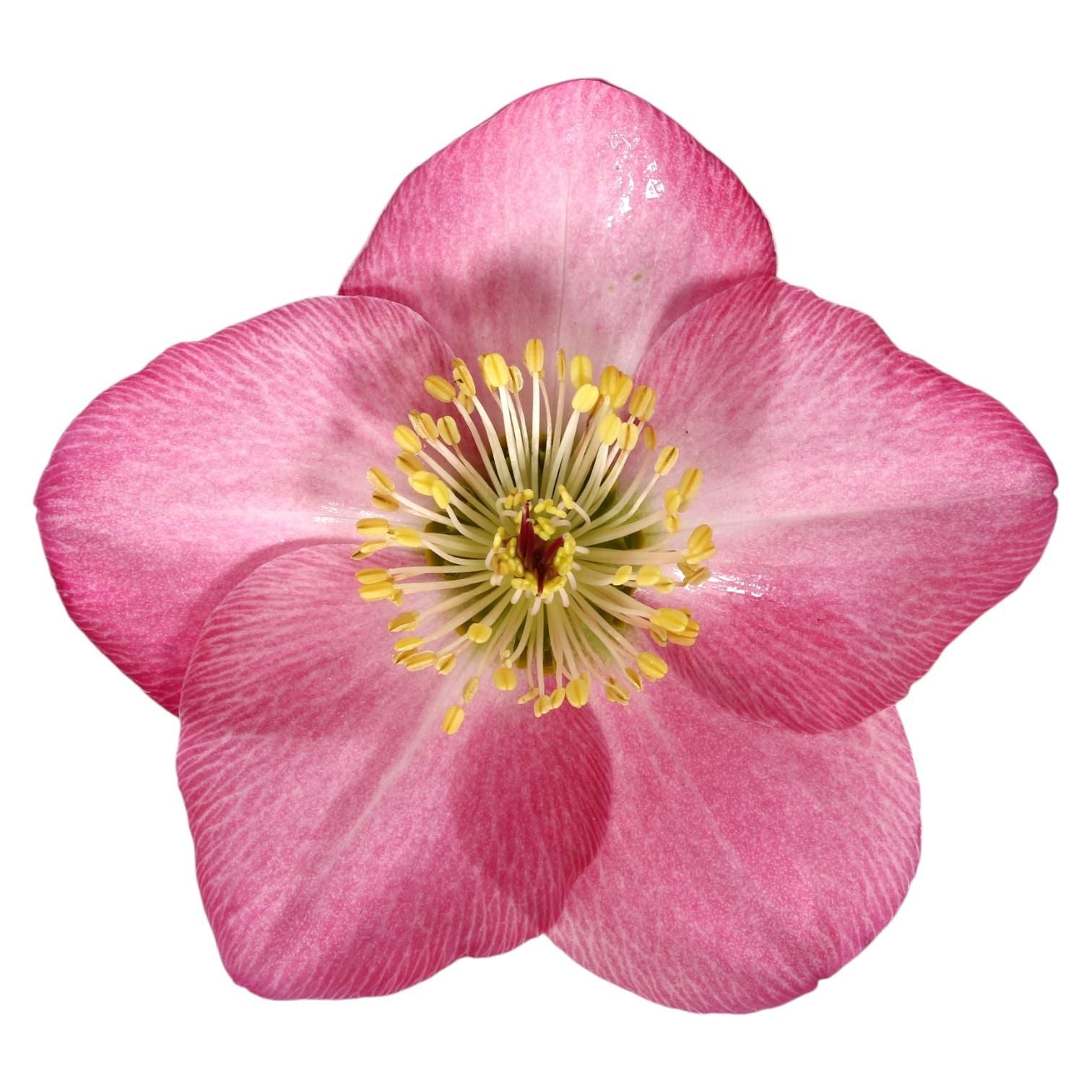 Helleborus Strawberry Moon