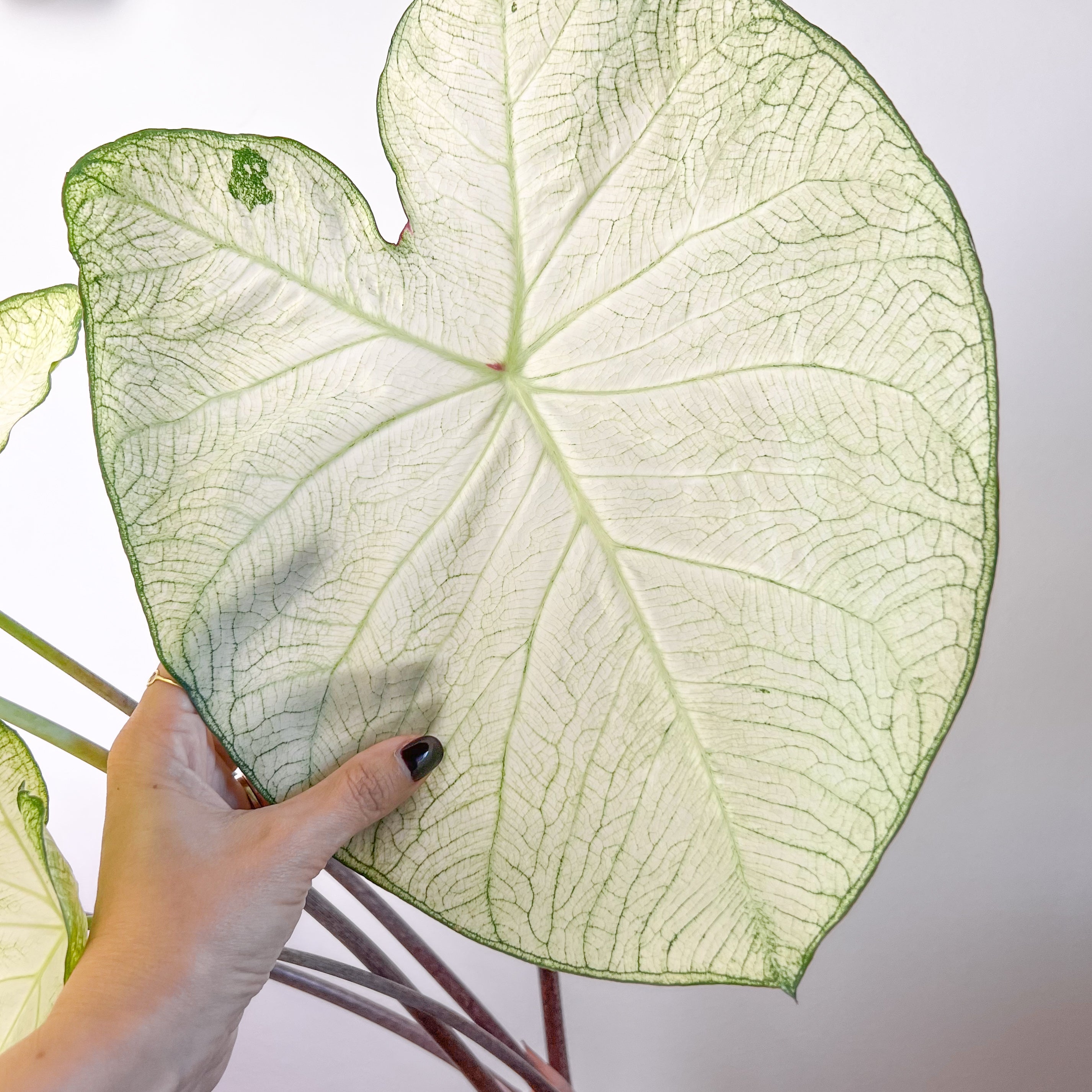 Caladium Florida Moonlight /pianta