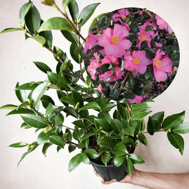 Camelia sasanqua