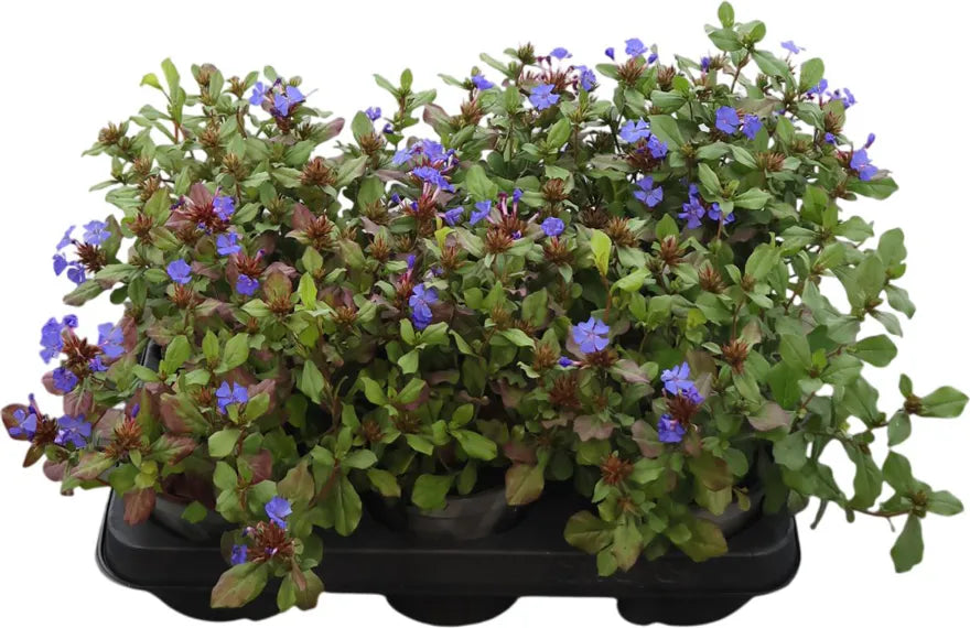 Ceratostigma Plumbaginoides