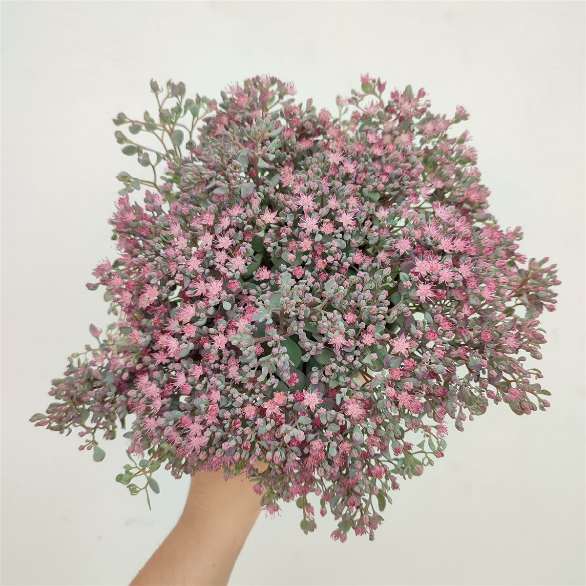 Sedum cauticola 'Lidakense'