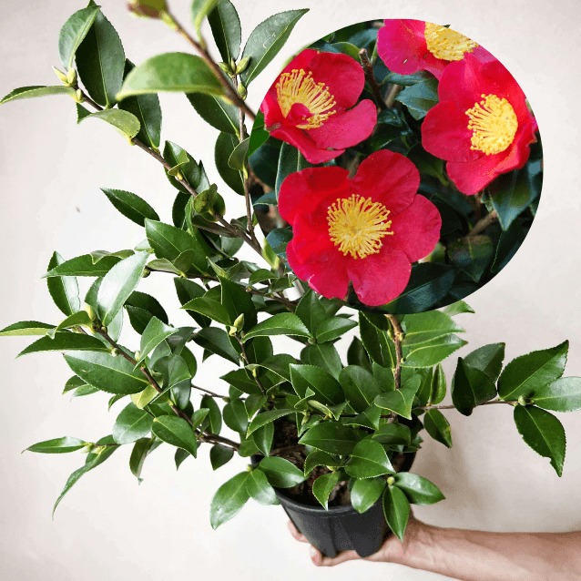 Camelia sasanqua