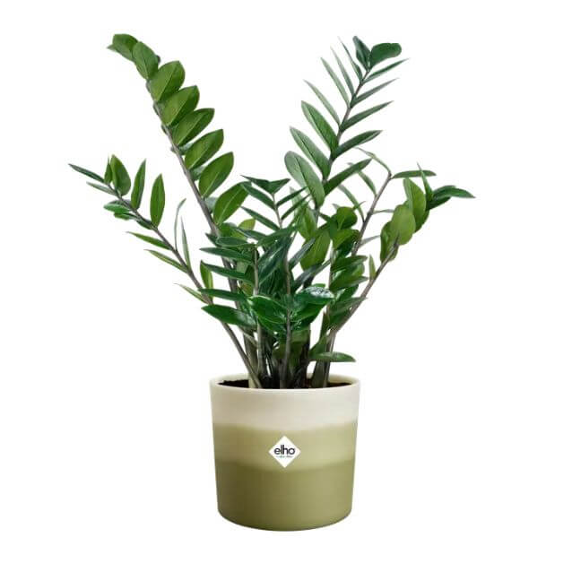 VASO COLOUR GRADIENT verde bamboo