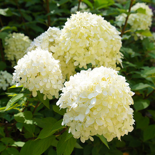 Ortensia /Hydrangea paniculata Silver Dollar