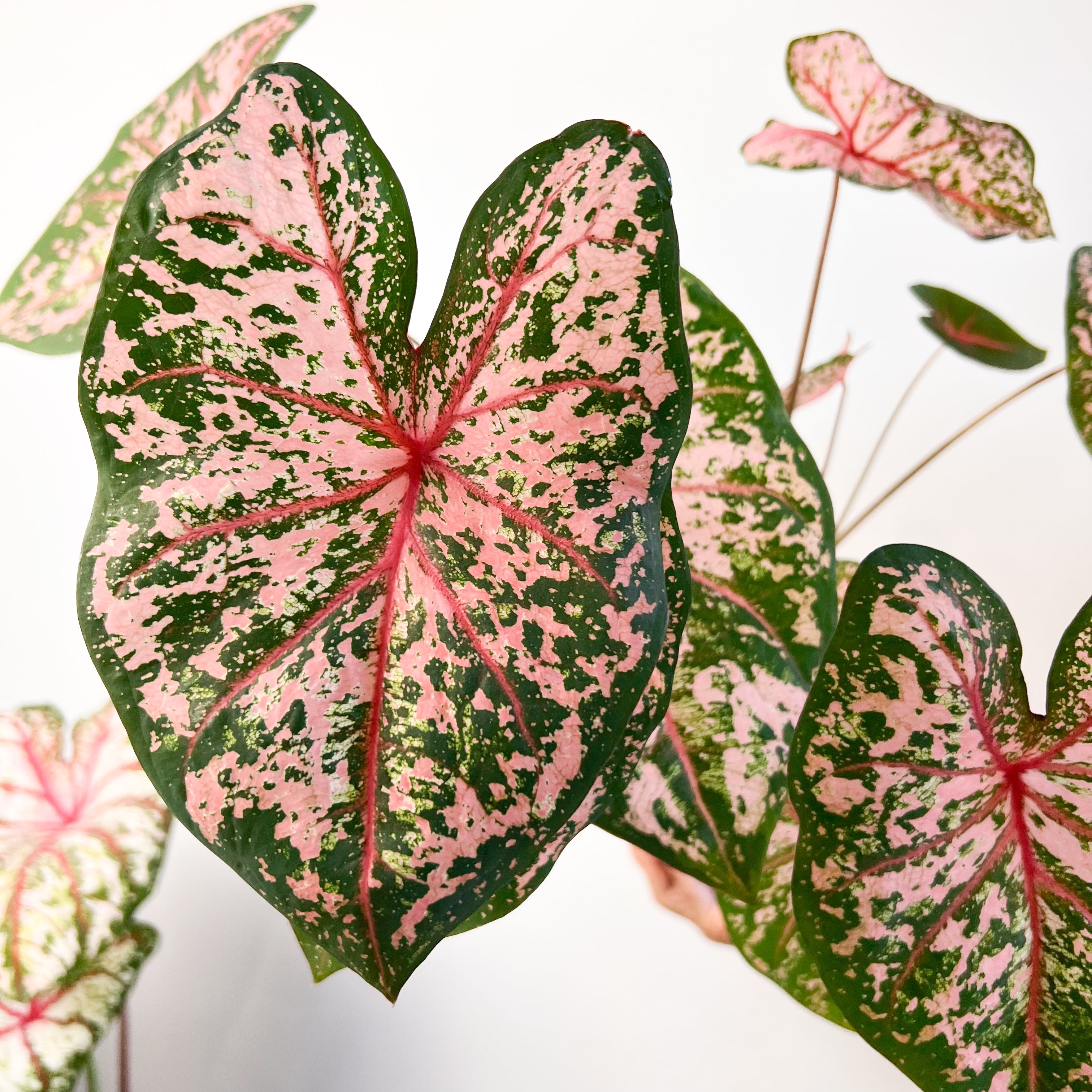 Caladium Pink Beauty /pianta