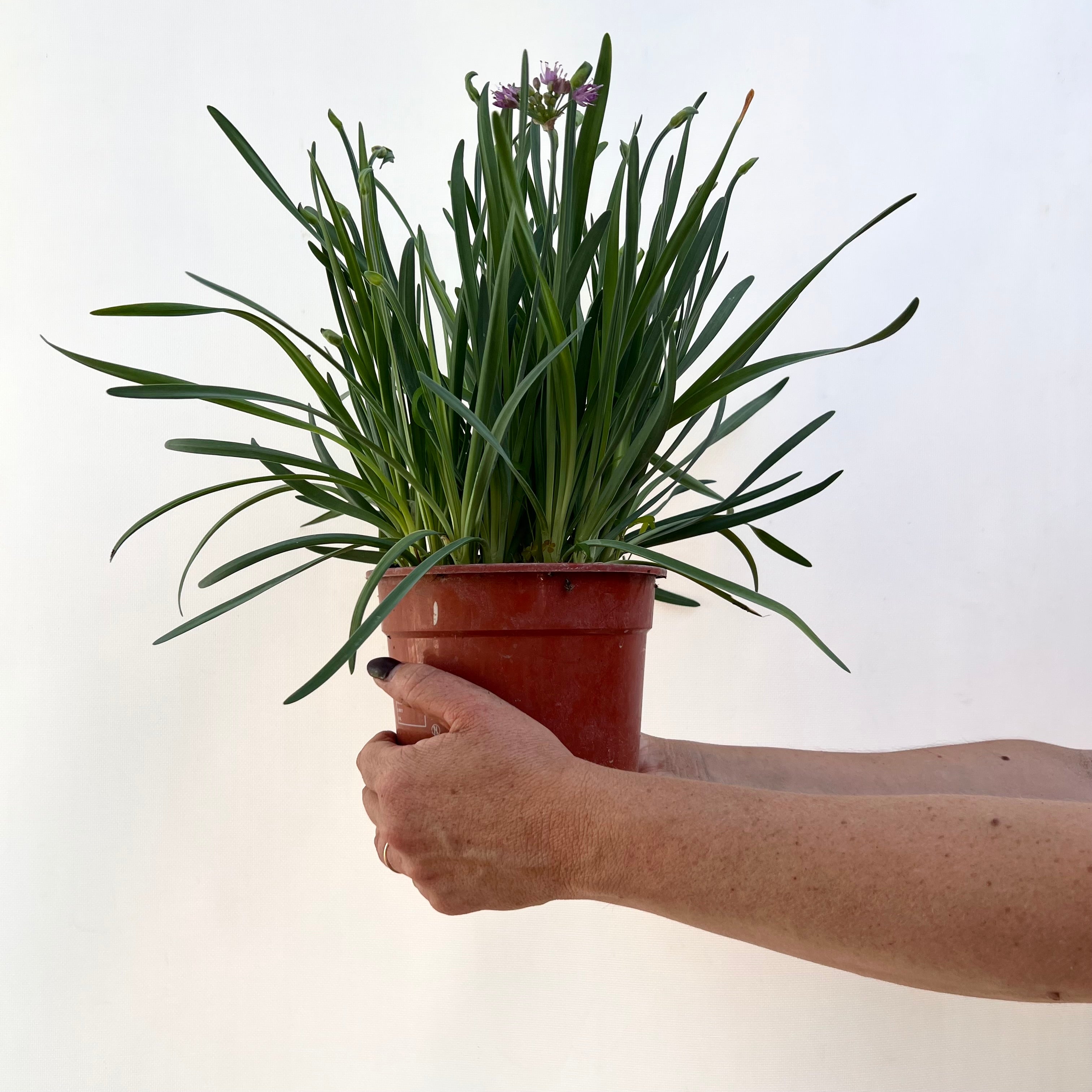 Allium Millenium