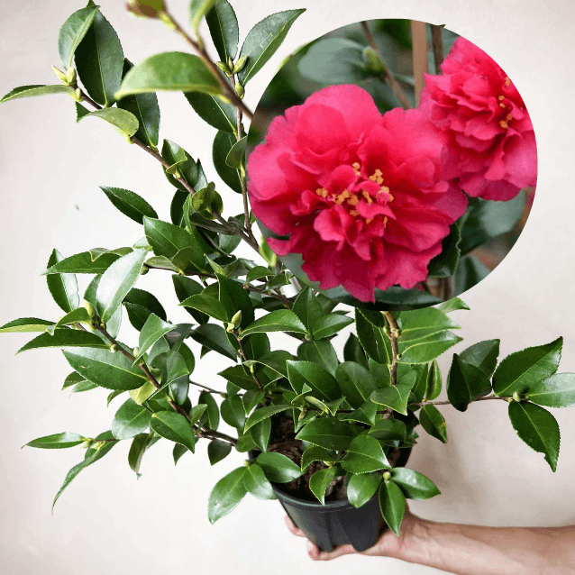 Camelia sasanqua