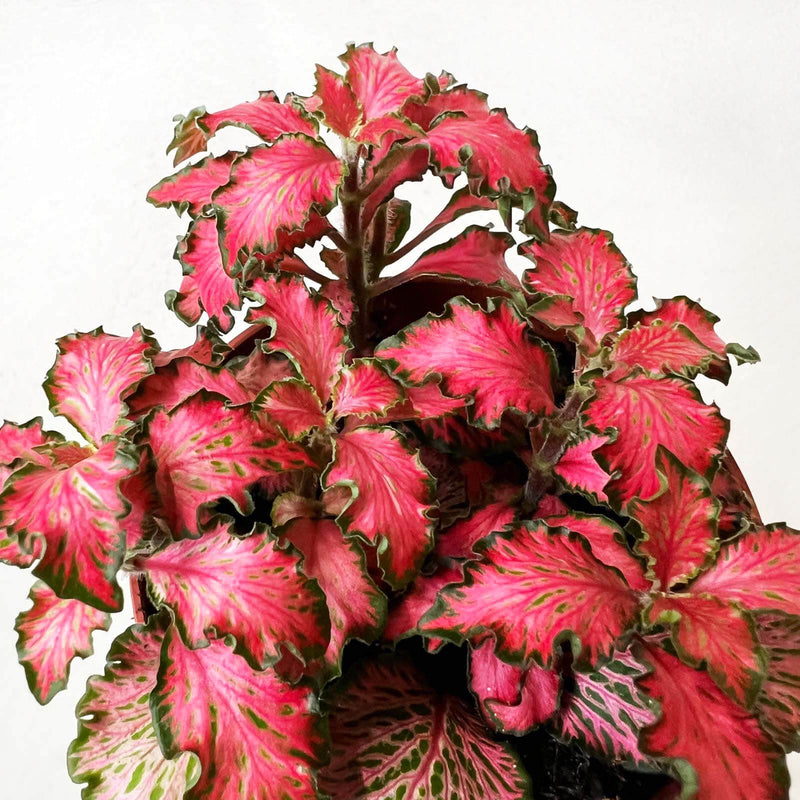 Fittonia Mosaic Tiger