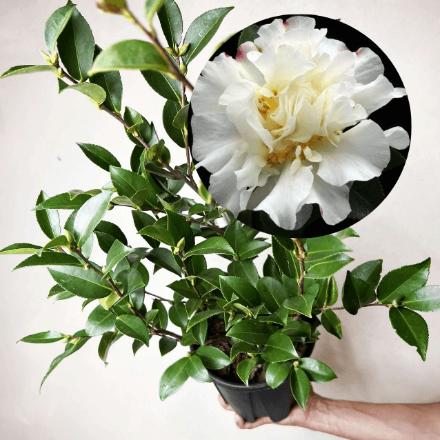 Camelia sasanqua