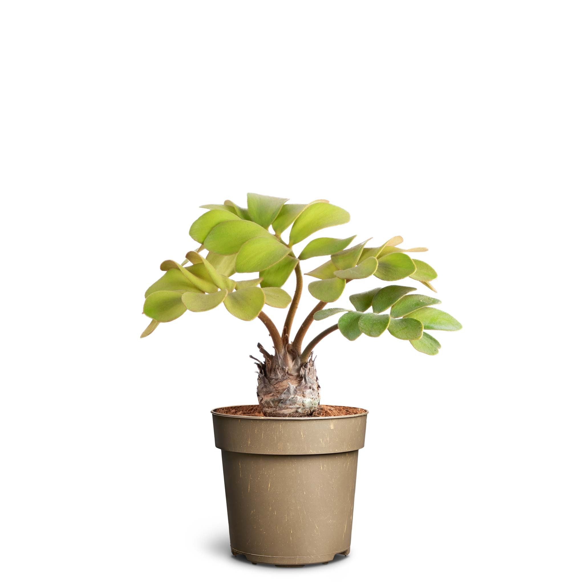 Zamia Furfuracea