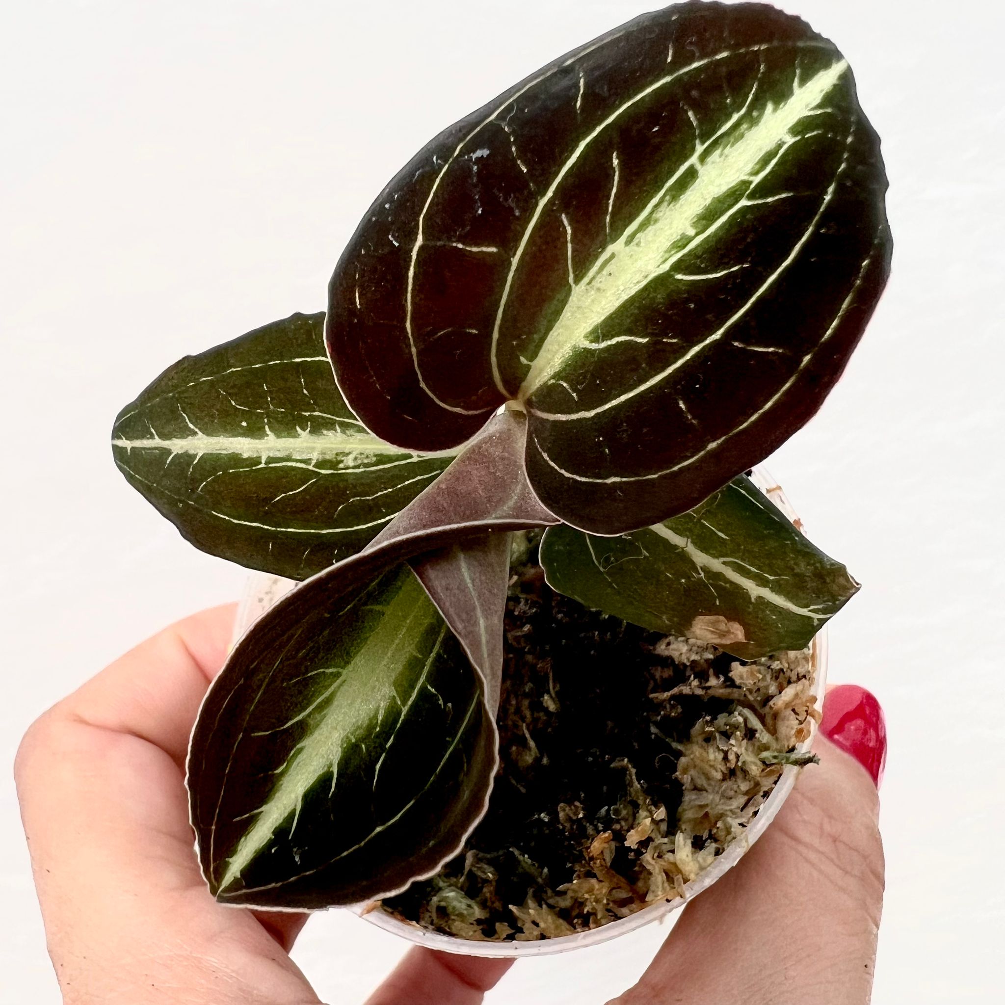 Macodes Anoectochilus Moonstone