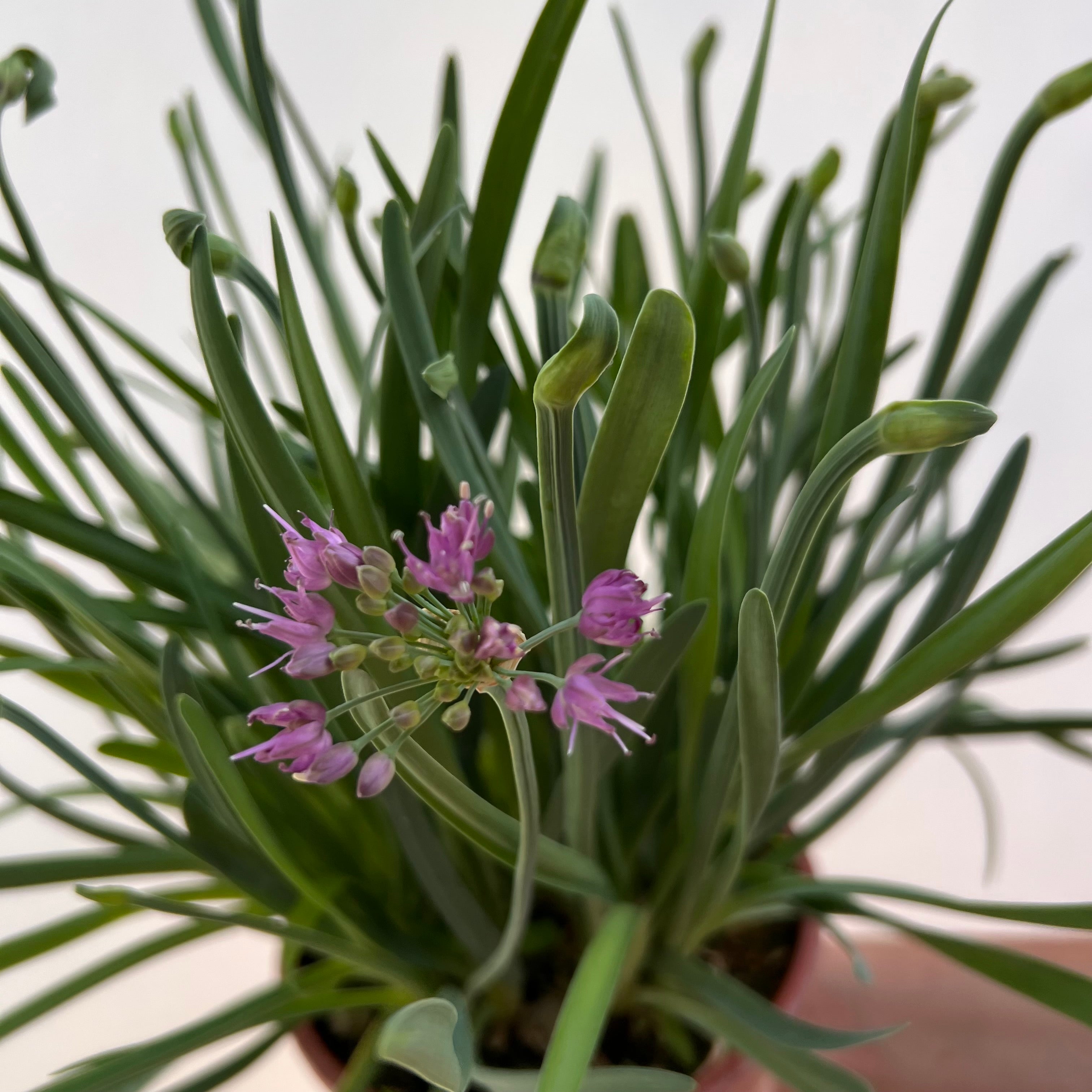 Allium Millenium