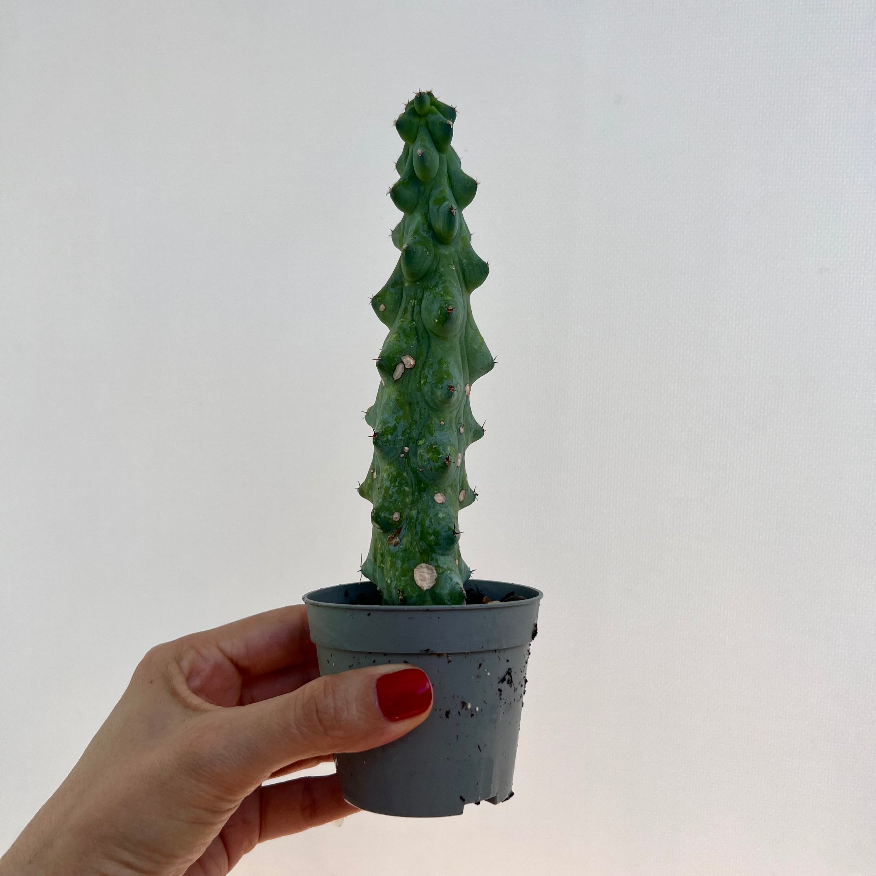 Myrtillocactus Geometrizans cv. Fukurokuryuzinboku /Carlo