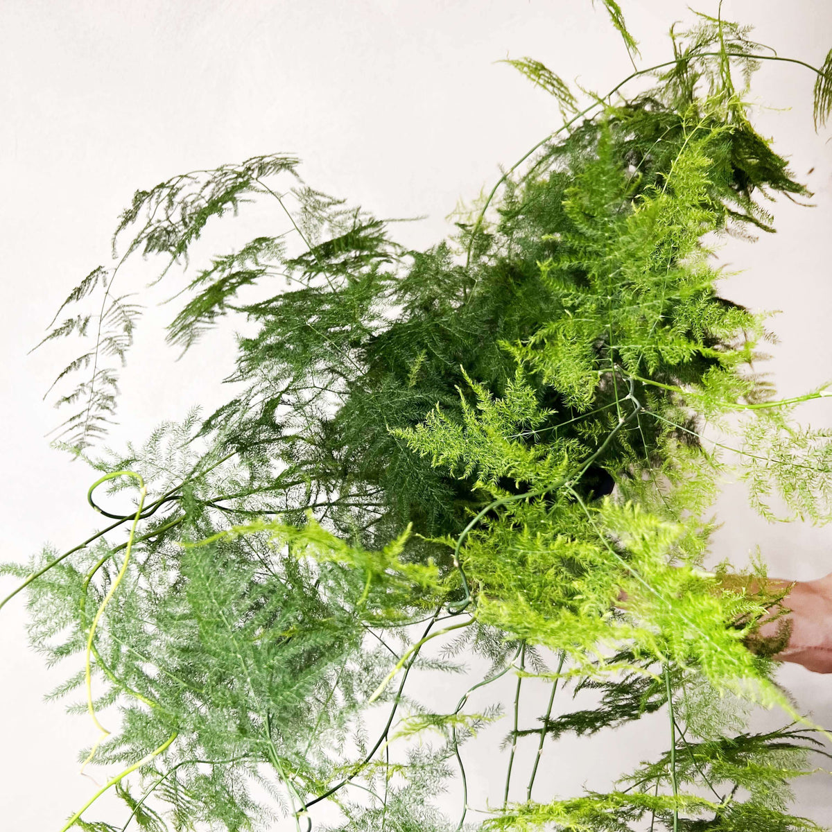 Asparagus Setaceus XXL