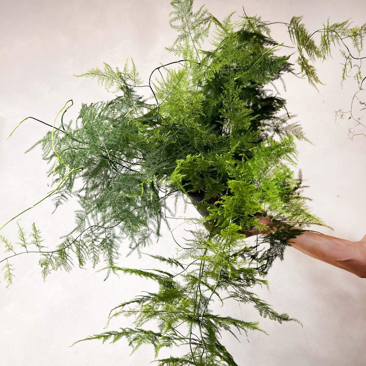 Asparagus Setaceus XXL