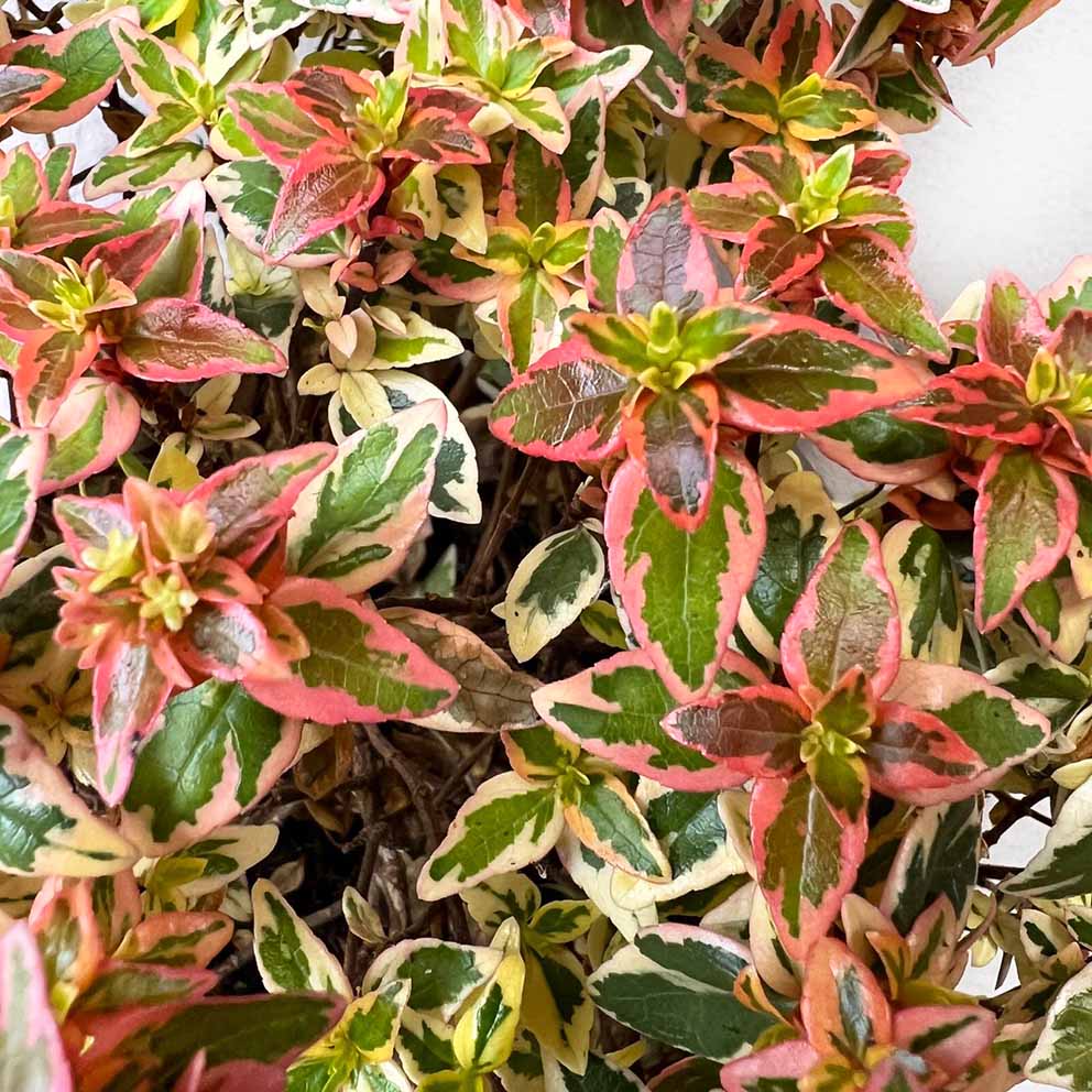 Abelia Grandiflora Kaleidoscope