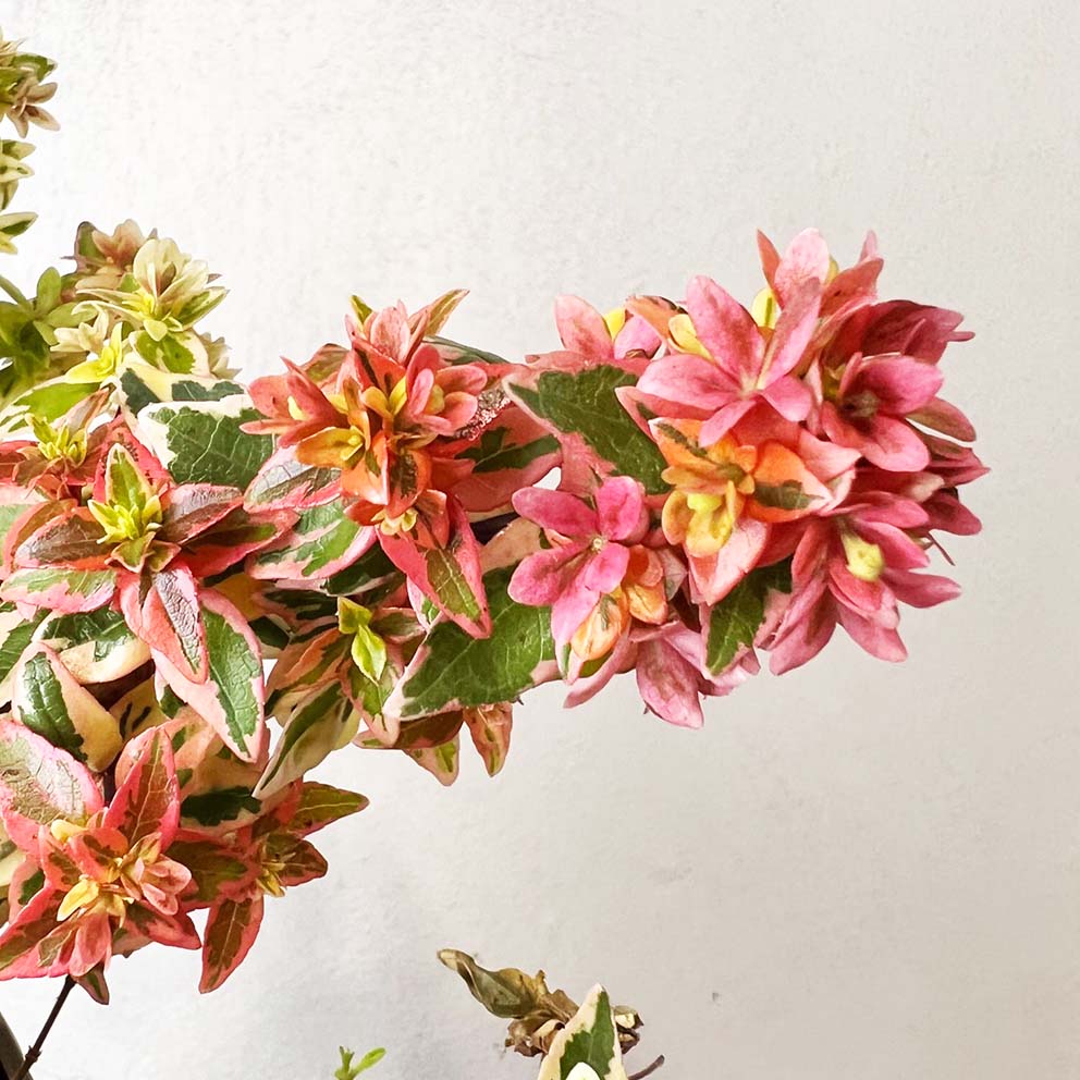 Abelia Grandiflora Kaleidoscope