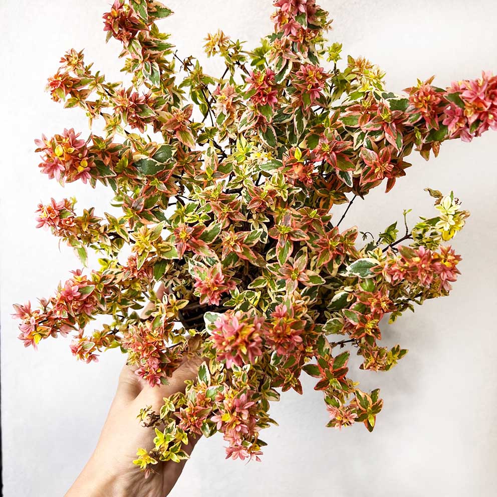 Abelia Grandiflora Kaleidoscope