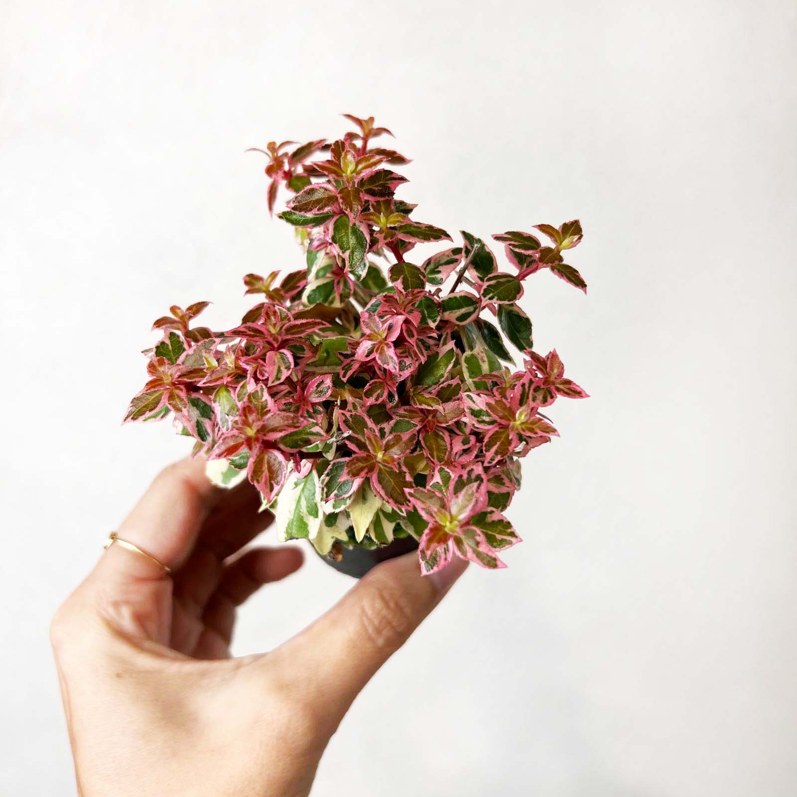 Abelia Pink Lady