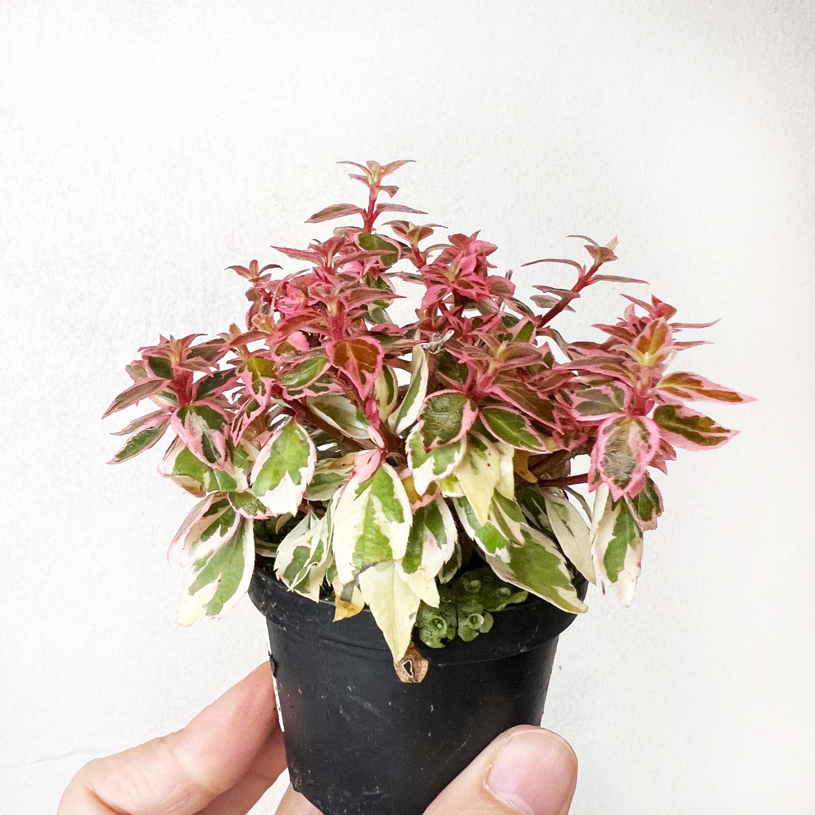Abelia Pink Lady
