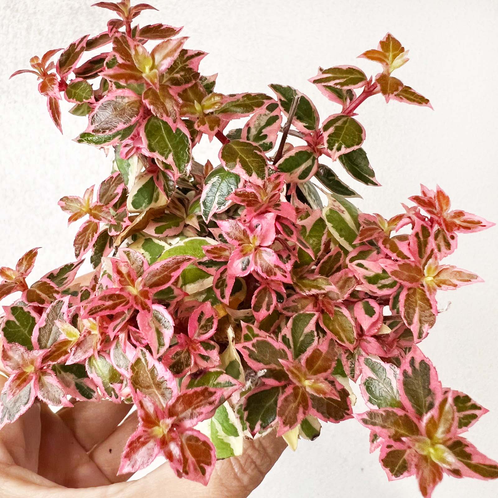 Abelia Pink Lady