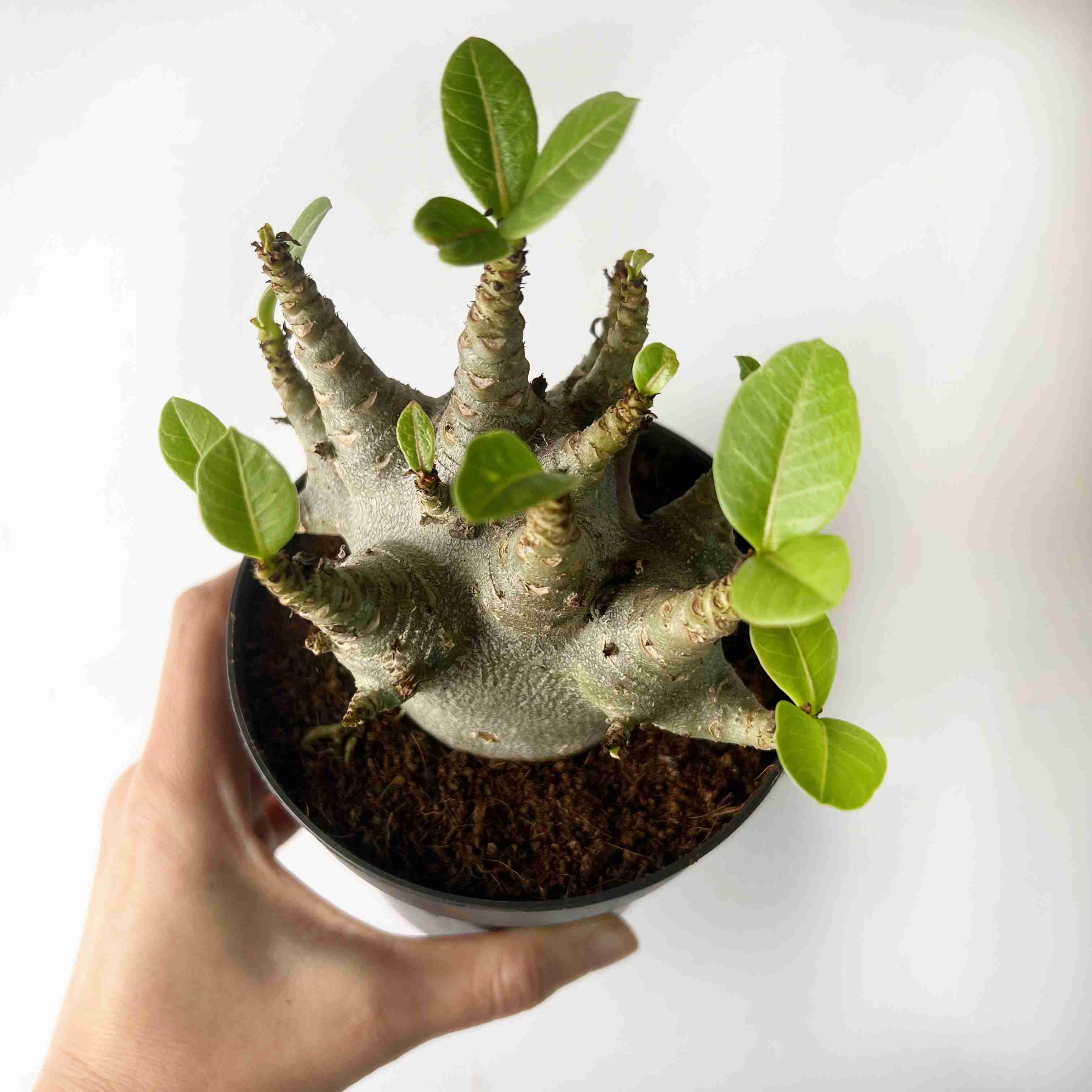 Adenium Obesum Baobab