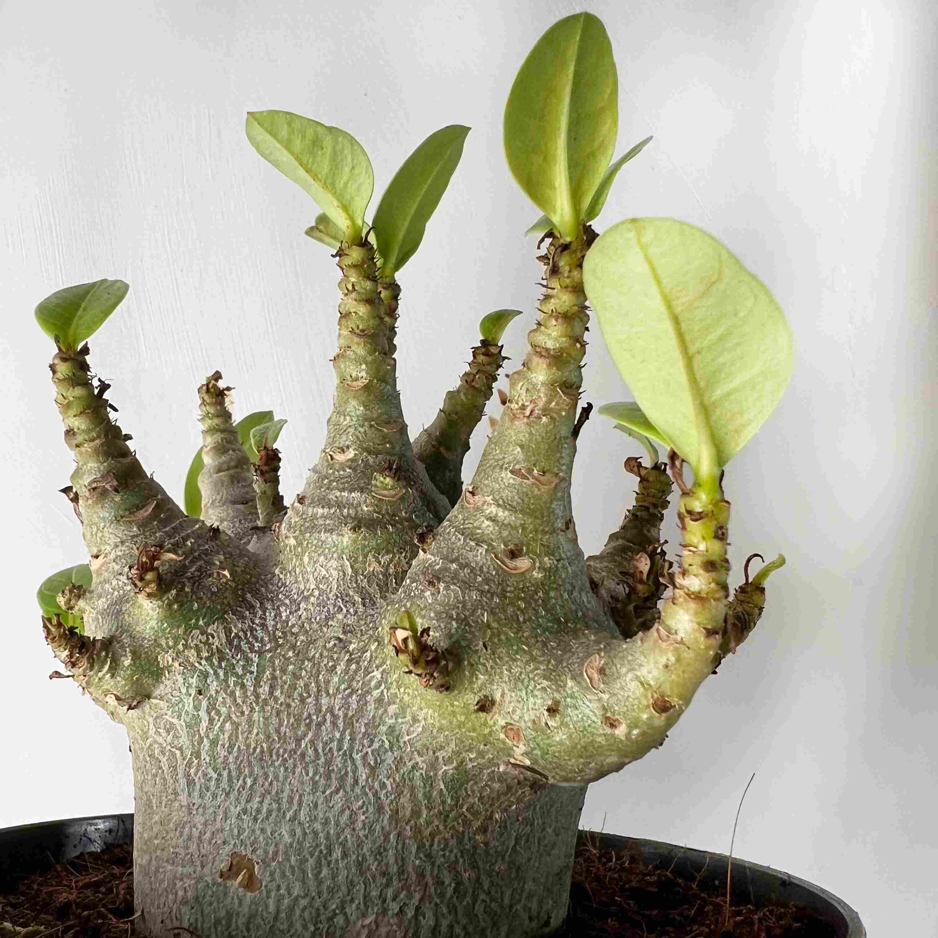 Adenium Obesum Baobab