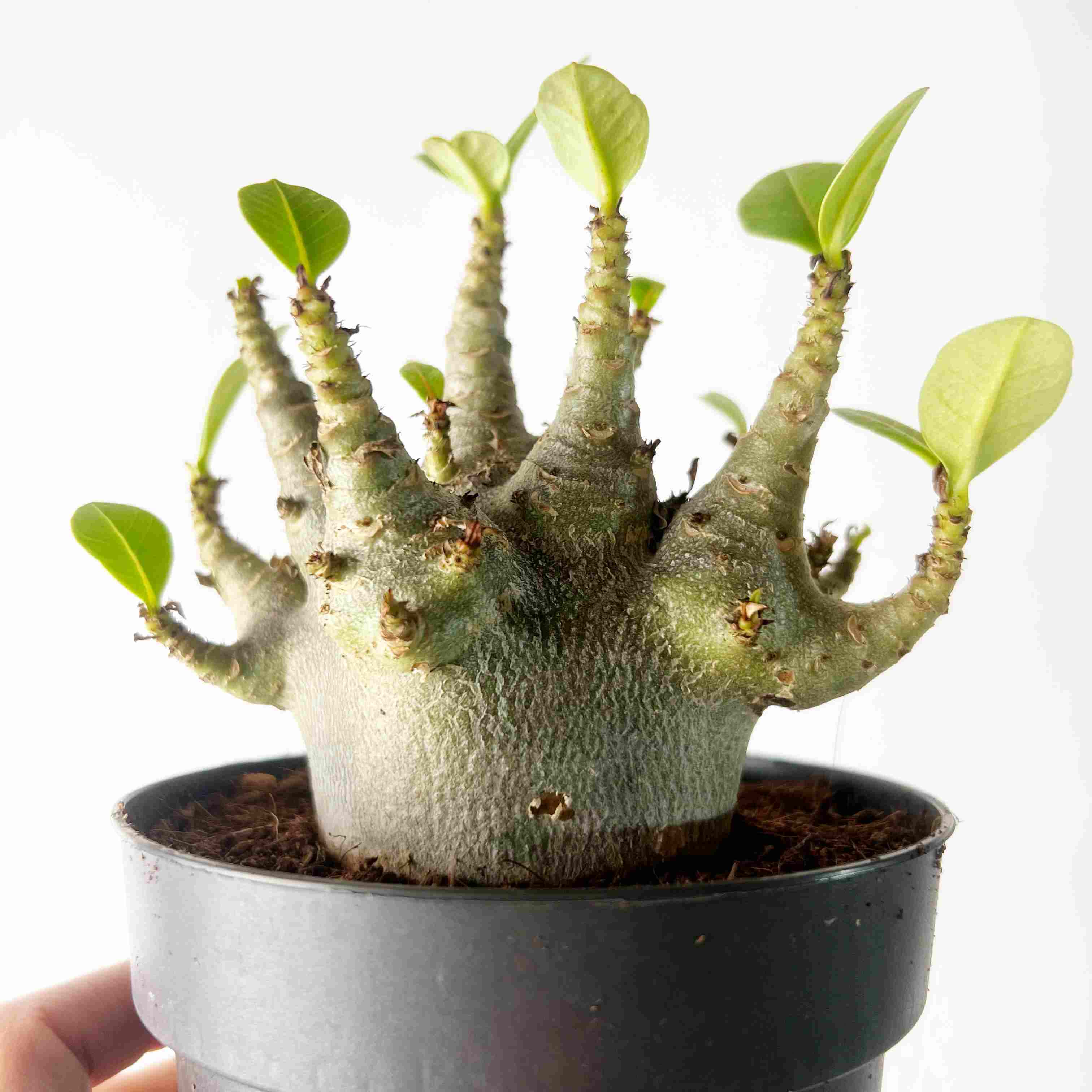 Adenium Obesum Baobab