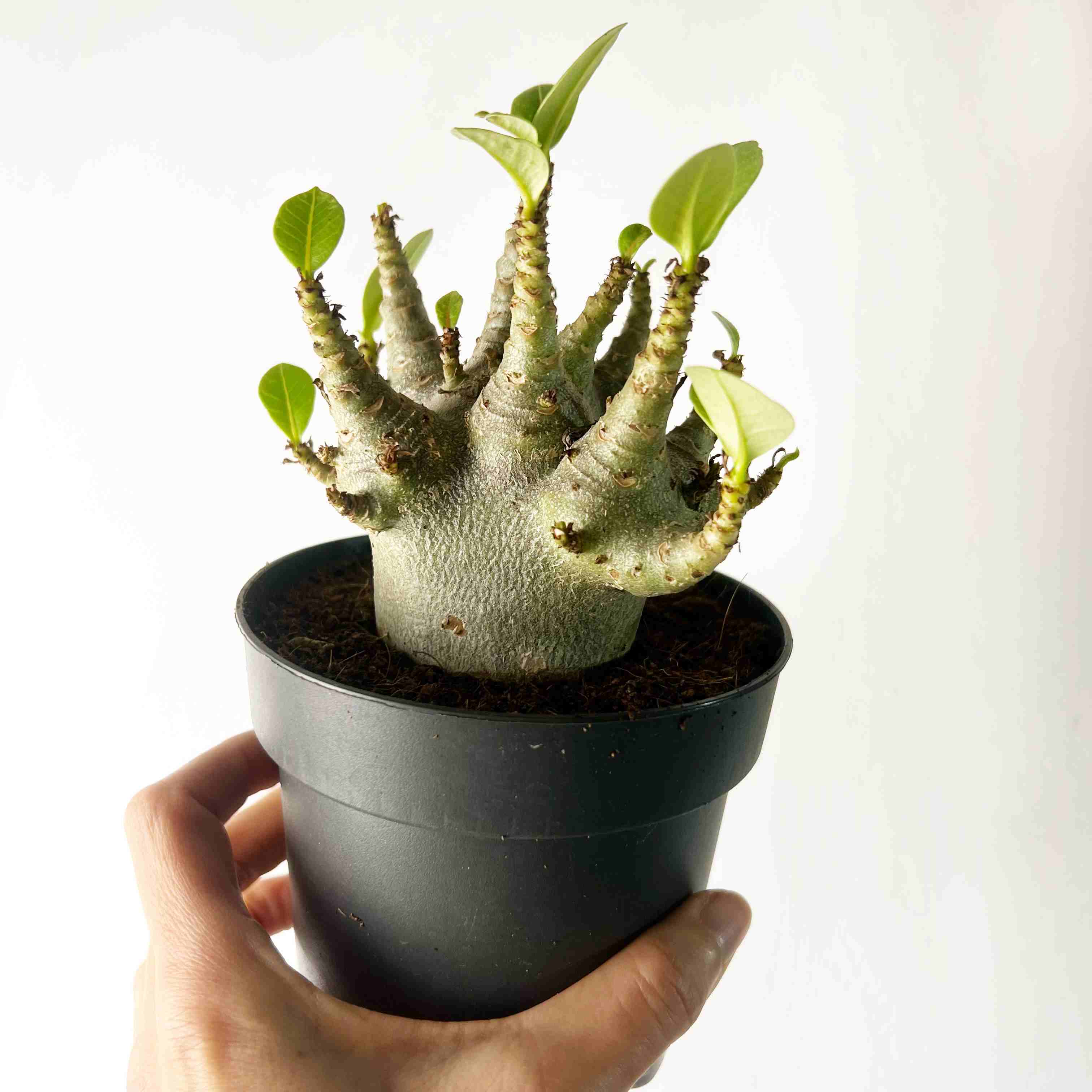 Adenium Obesum Baobab