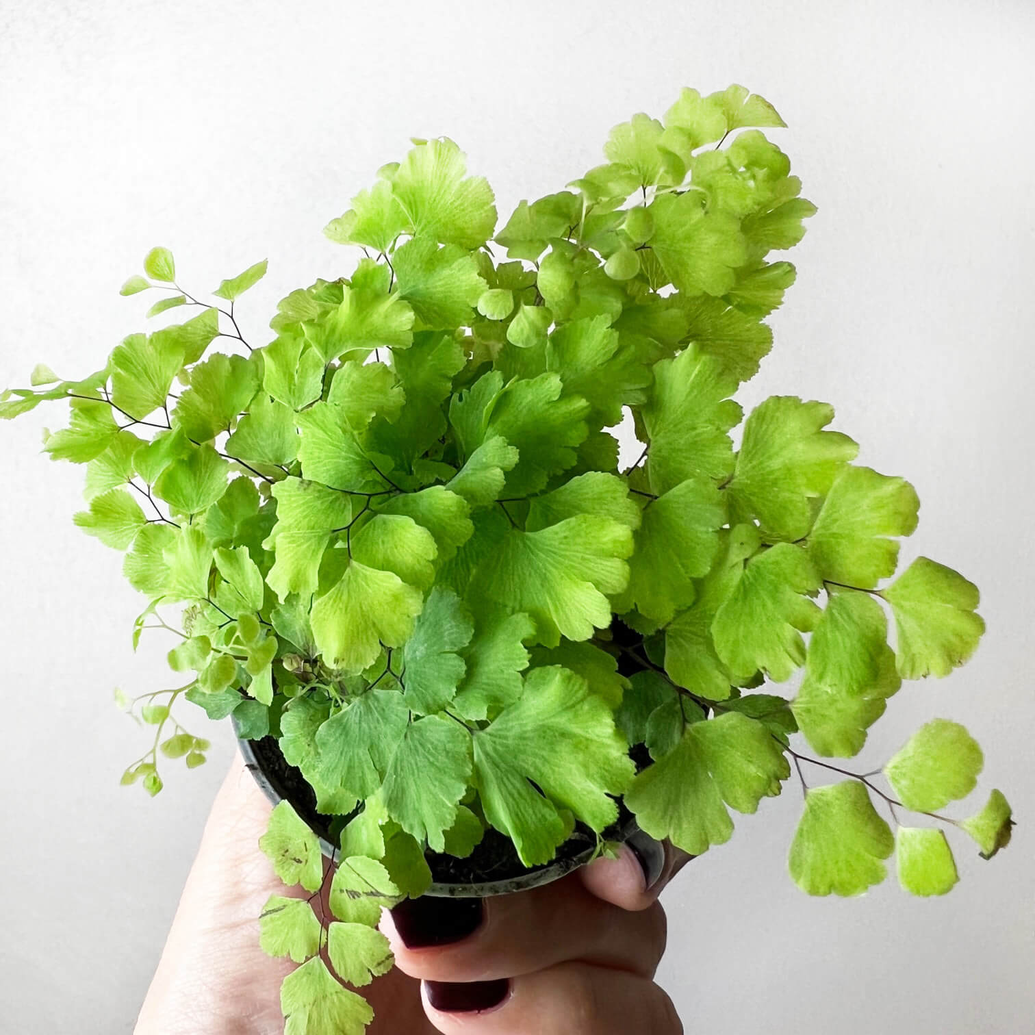 Baby Adiantum Raddianum (Capelvenere)