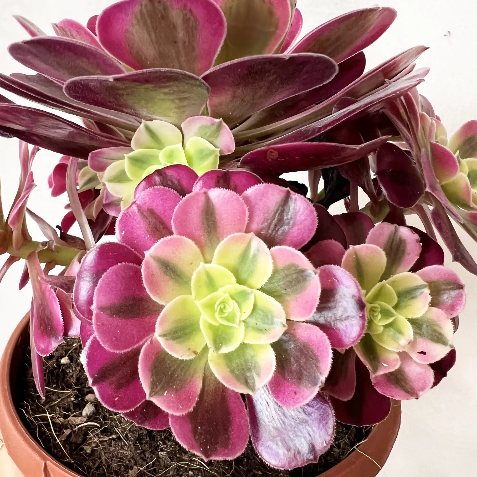 Aeonium Pink Witch