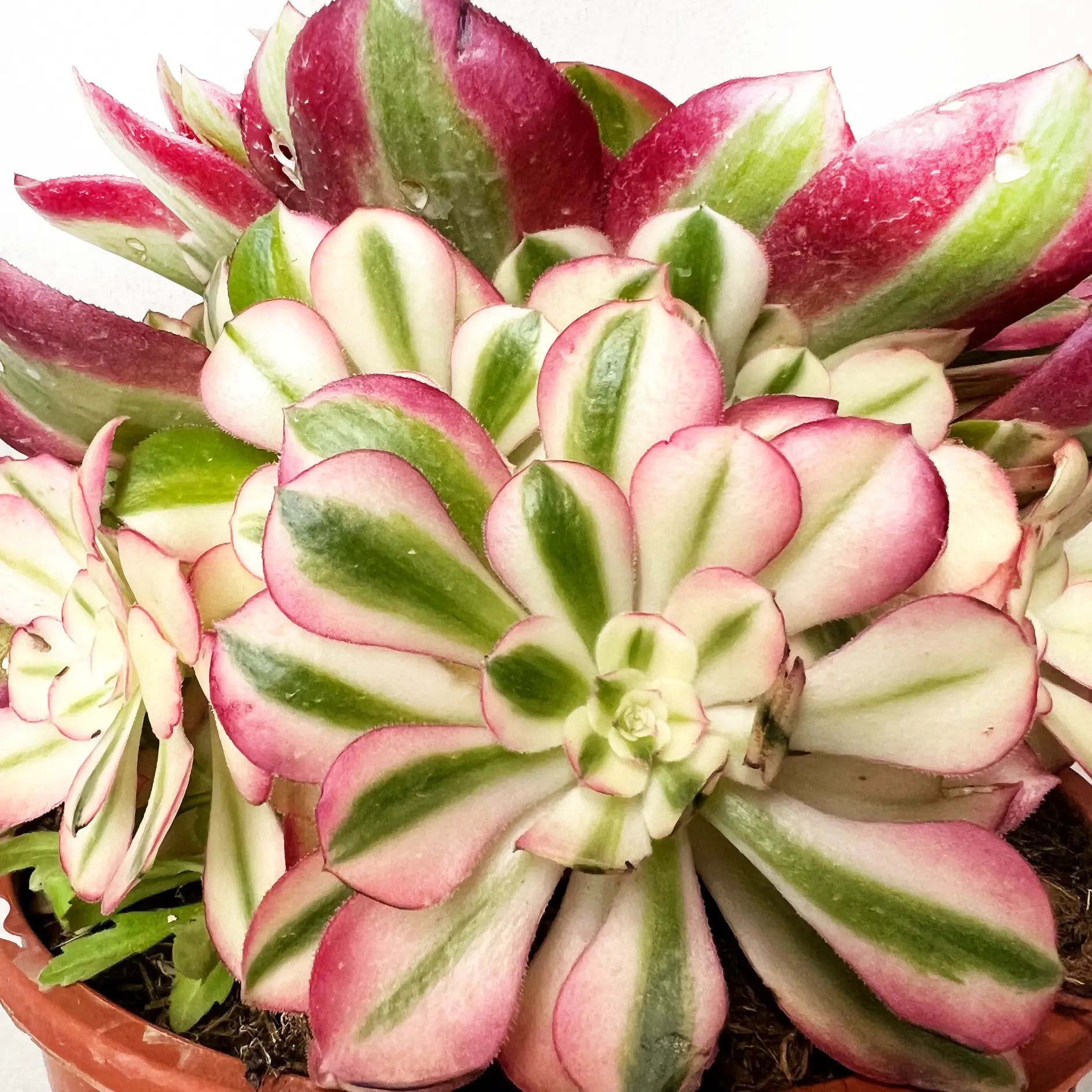 Aeonium Pink Witch