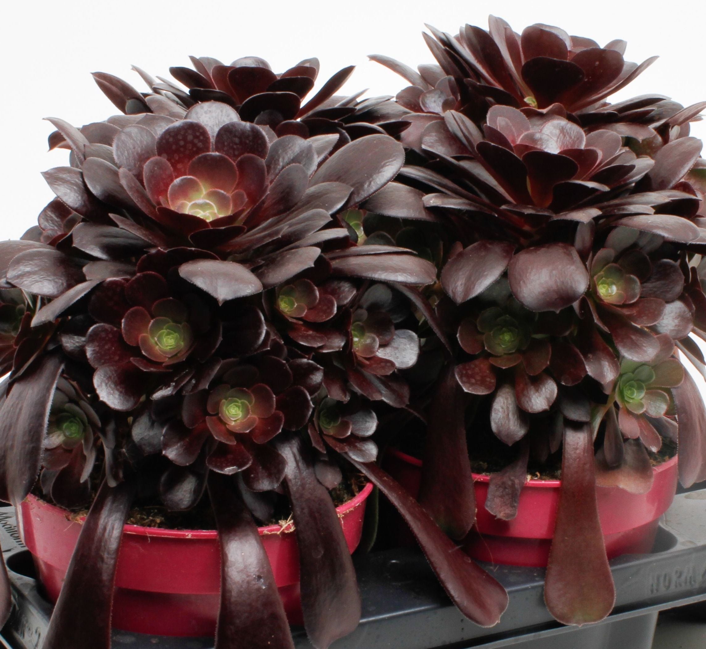 Aeonium Arboreum Schwarzkopf (testa nera)