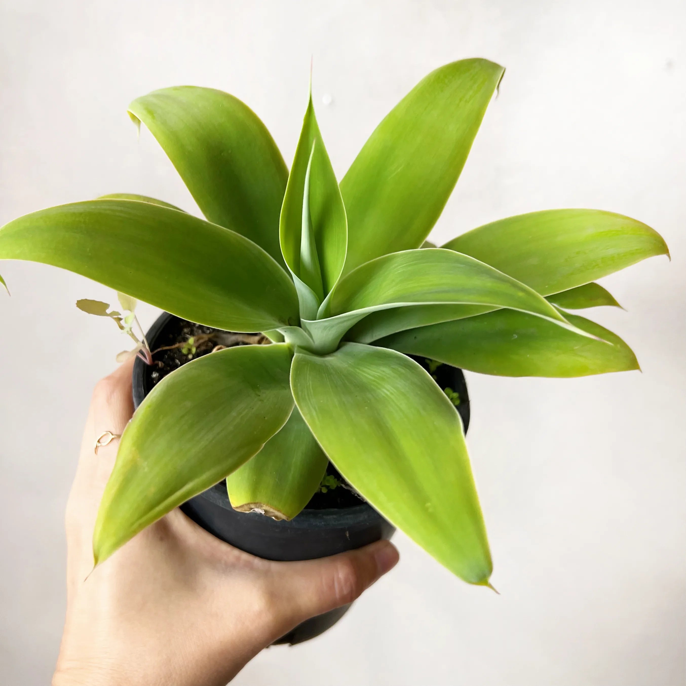 Agave Attenuata