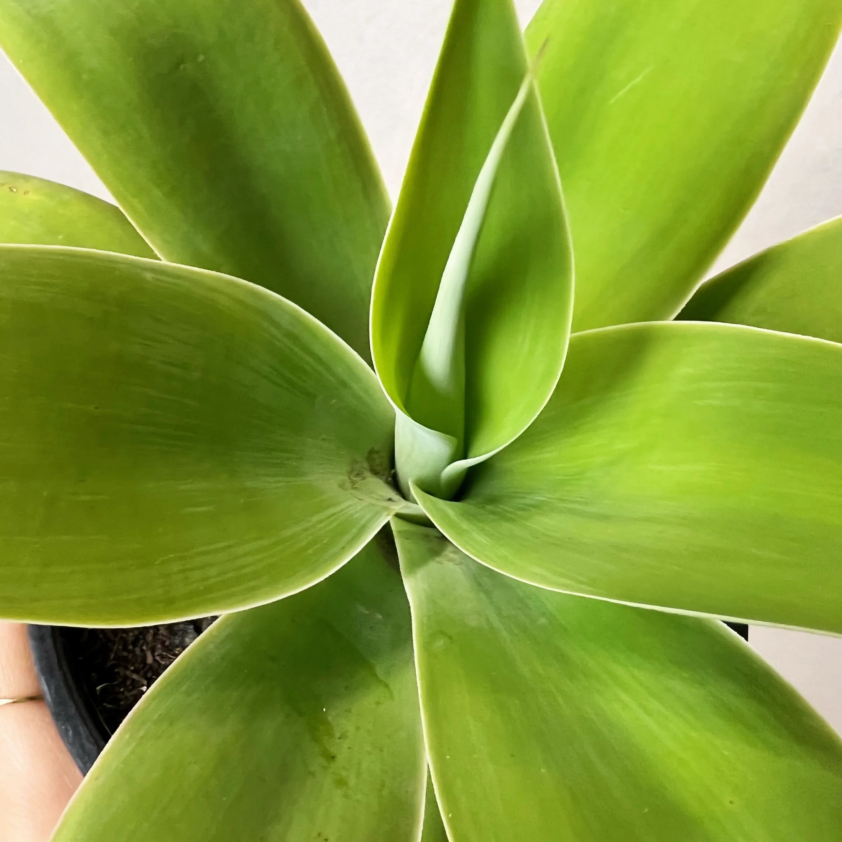 Agave Attenuata